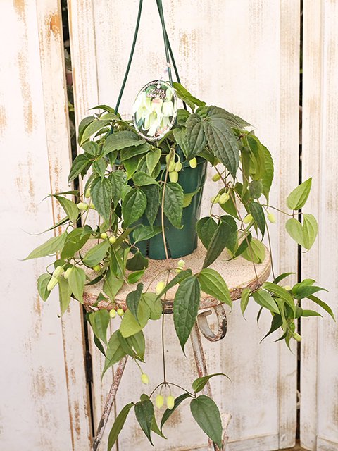 鉢花 冬咲きクレマチス アンスンエンシス 冬のメロディ 5号(15cm)吊り鉢です。
