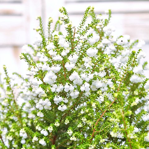 花苗 スズランエリカ  3.5号  鈴蘭 常緑低木 白 小花 よく咲く かわいい