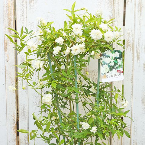 花鉢 モッコウバラ 白八重 6号(18cm)ポットです。