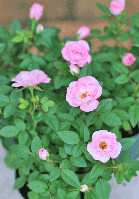 花 苗鉢 ミニバラピンク ラブリープリンセス 3 5号ポット鉢 観葉植物 ガーデニング雑貨 花寄せ植えの通販 サザンフィールド