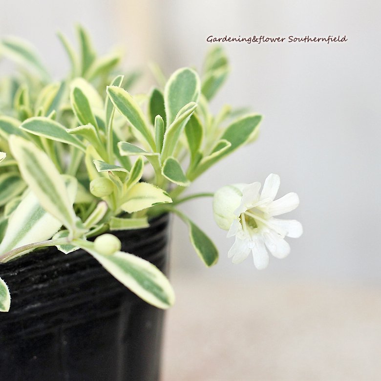 花苗 シレネ ユニフローラ バリエガータ 2.5号ロングポット 斑入り カラーリーフ 多年草 白い花