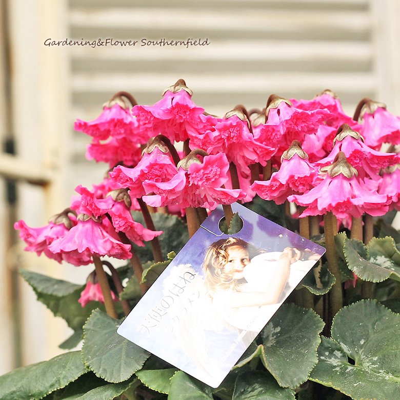 鉢花 シクラメン やわらかなフリル 天使の羽 5号ポット(15cm) プレゼント 豪華 インテリア