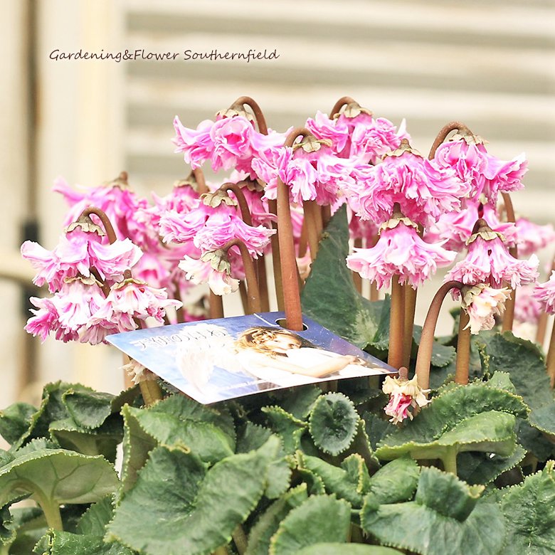 鉢花 シクラメン やわらかなフリル 天使の羽 5号ポット(15cm) プレゼント 豪華 インテリア