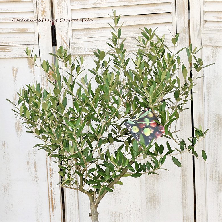 庭木樹木 オリーブの木 ルッカ 7号 120cm シンボルツリー 玄関 ベランダ 鉢植え