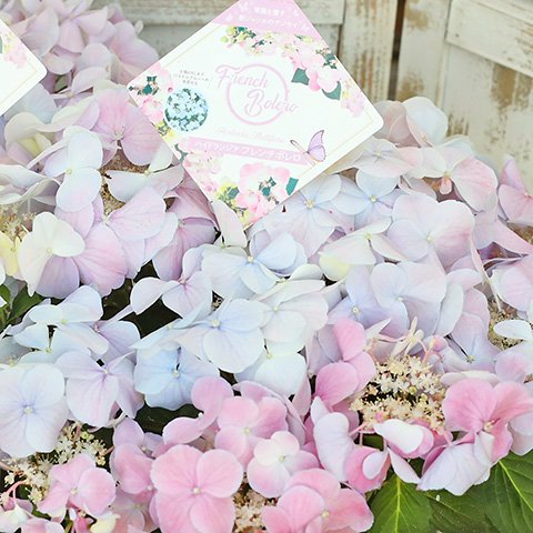 紫陽花 フレンチボレロ  ピンク・ブルー ハイドランジア 5号ポットです。