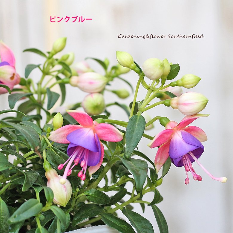 花苗 フクシア(ホクシャ) プーニー 3.5号 よく咲く 多年草 四季咲き かわいい