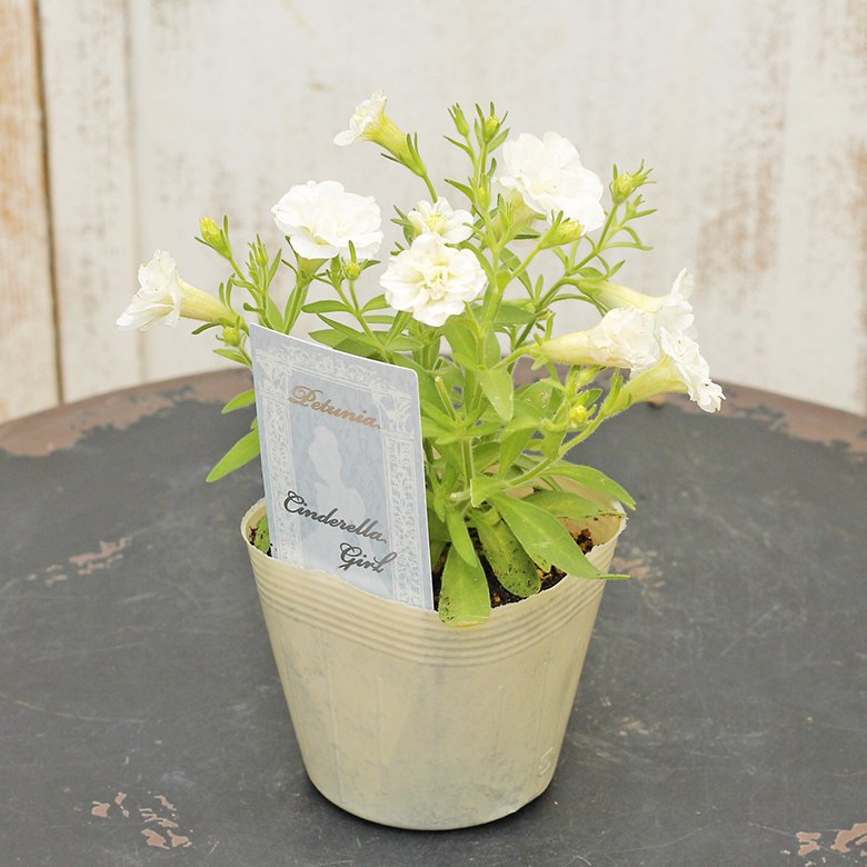 花苗 ペチュニア シンデレラガール 3.5号ポット 八重咲き 多年草 ボリューム よく咲く 白