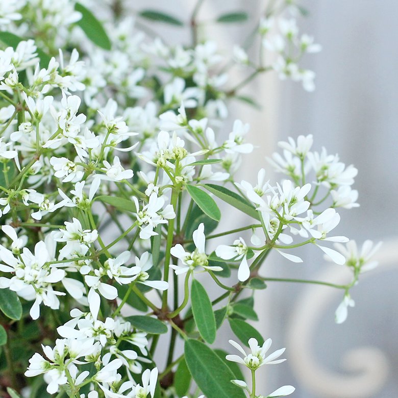 花苗 ユーフォルビア ダイヤモンドスノー 2.5号 白花 八重咲き ボリューム 秋までよく咲く