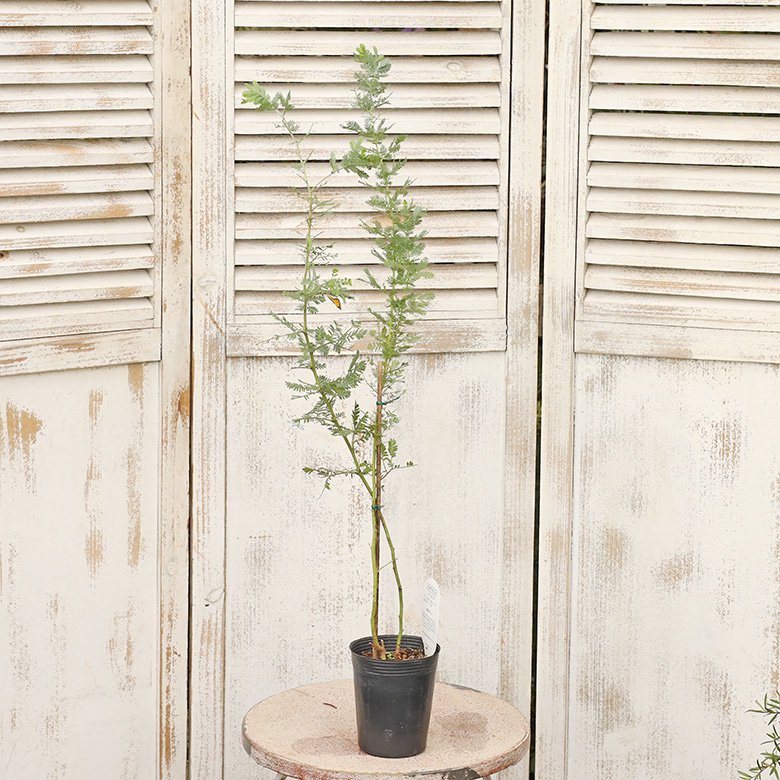 常緑苗木 ミモザ アカシア 銀葉アカシア 3号ポット 高さ60cmです。