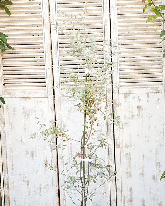 現品販売 庭木 ロシアンオリーブ 5号 高さ120cm 細葉グミ ヤナギバグミ