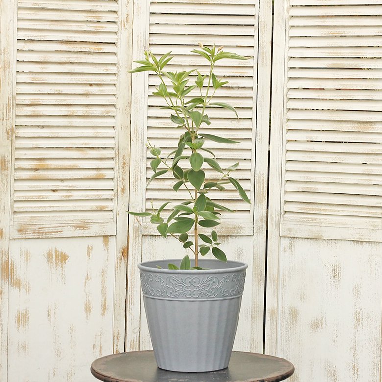 ガーデニング雑貨 鉢 コレットラウンドLサイズ アイボリー/グレー 寄せ植え 鉢植え 花鉢
