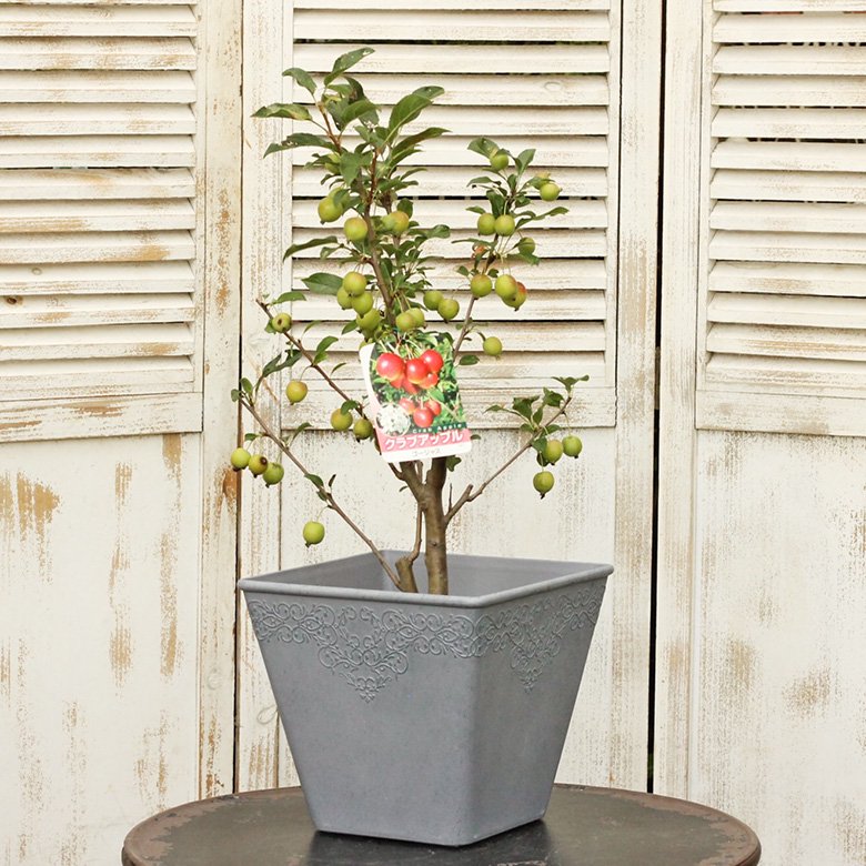ガーデニング雑貨 鉢 コレットレクトSサイズ アイボリー/グレー 寄せ植え 鉢植え 花鉢