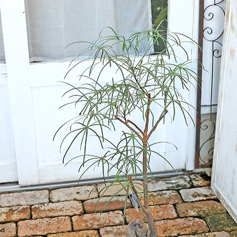 観葉植物 ブラキキトン ボトルツリー 5号 90cm～100cm 希少品種