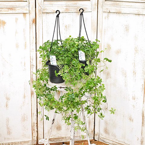 観葉植物 パーセノ シッサス シュガーバインとシンプルな吊り鉢のセット販売です。