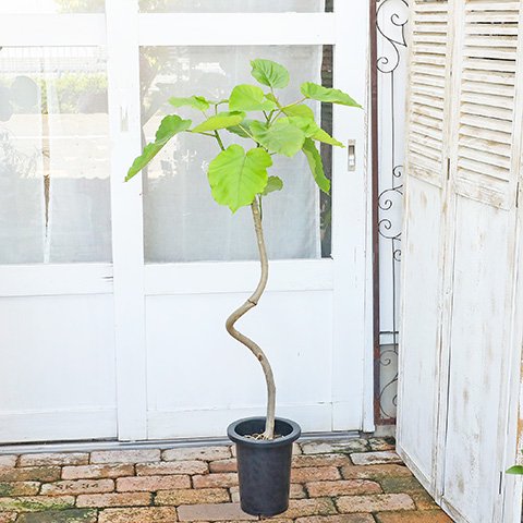 現品販売 観葉植物 フィカス・ウンベラータ 7号 高さ130cm おしゃれ