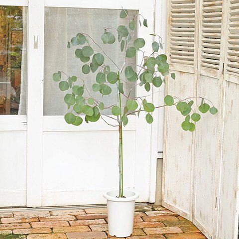常緑樹 ユーカリポポラス 7号(21cm)ポットです。