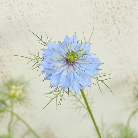 ニゲラ ペルシャン ジュエル 3号 ブルー・ホワイト おしゃれ 切り花  庭 花壇 鉢植え 寄せ植え