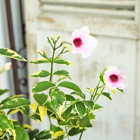 鉢花 パンドレア 斑入り ４号 ピンク つる性植物 夏の花 丈夫 育てやすい 暑さに強い