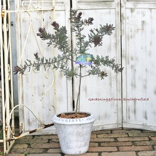 オリーブ ユーカリ 庭木 鉢植え サザンフィールド オリーブ ユーカリ鉢植え おしゃれな寄せ植えプレゼント販売店