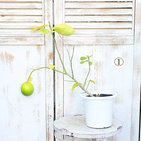 果樹苗 レモンの木 リスボンレモン ５号ポット サザンフィールド オリーブ ユーカリ鉢植え おしゃれな寄せ植えプレゼント販売店