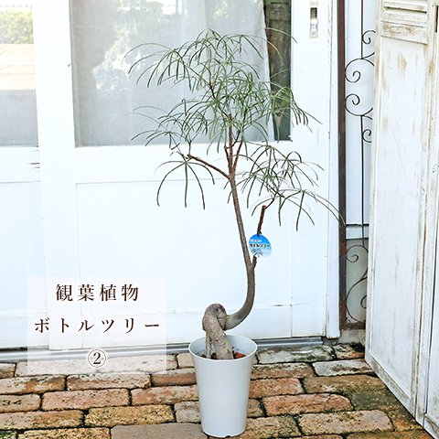 観葉植物 ブラキキトン ボトルツリー 5号 90cm～100cm 希少品種