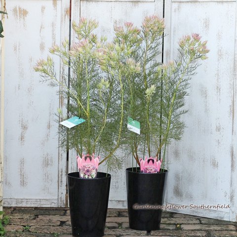花鉢 セルリア プリティピンク 6号ポット サザンフィールド オリーブ ユーカリ鉢植え おしゃれな寄せ植えプレゼント販売店