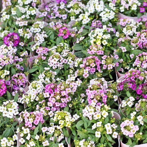 花苗 スイートアリッサム Mix植え 2 5号 2苗セット 花壇 寄せ植え 春の花 サザンフィールド オリーブ ユーカリ鉢植え おしゃれな寄せ植え プレゼント販売店