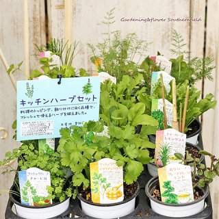 花 苗鉢 サザンフィールド おしゃれな寄せ植え オリーブ ユーカリ鉢植えプレゼントの販売