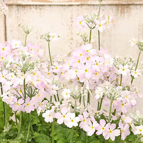 花草 サクラソウ プリムラマラコイデス スノーピンク 3号 9cm ポット 桜草 かわいい 春の花 よく咲く サザンフィールド オリーブ ユーカリ 鉢植え おしゃれな寄せ植えプレゼント販売店