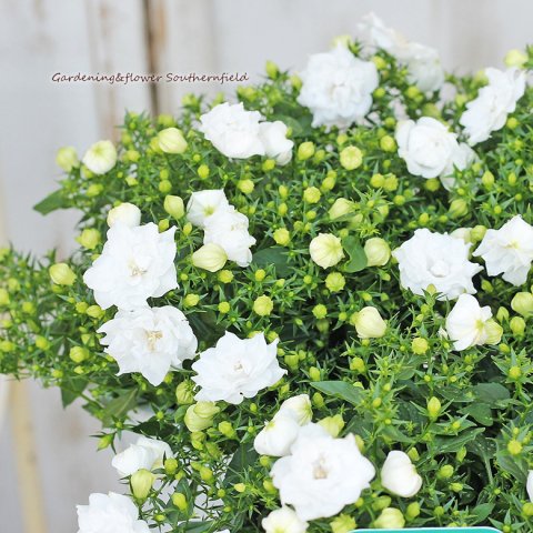 鉢花 カンパニュラ ホワイトライクミー 5号ポット 八重咲 多年草 白い花 サザンフィールド オリーブ ユーカリ鉢植え おしゃれな寄せ植えプレゼント販売店