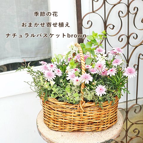 季節の花 おまかせ寄せ植え 木製ナチュラルバスケットbrown ナチュラル