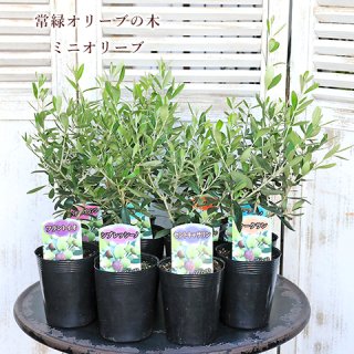 オリーブ ユーカリ 庭木 鉢植え | サザンフィールド-オリーブ