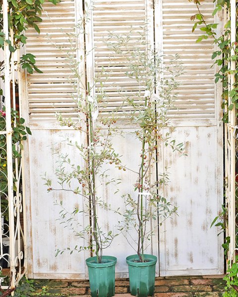 送料無料 庭木 ロシアンオリーブ 5号 高さ120cm 細葉グミ ヤナギバグミ 