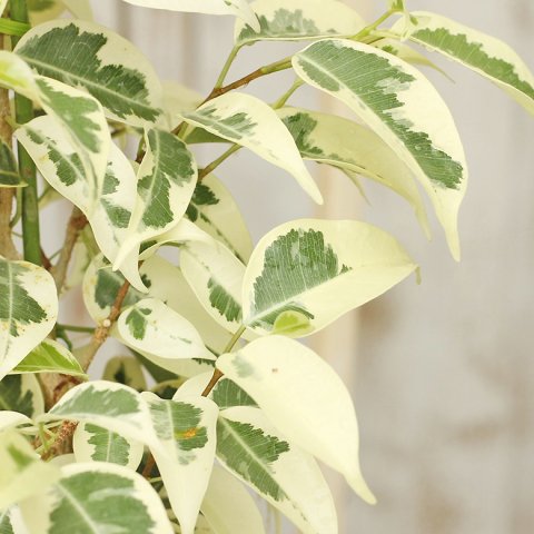 観葉植物 ベンジャミン スターライト 5号 白い斑入 インテリアグリーン 高さ約55cm サザンフィールド オリーブ ユーカリ鉢植え おしゃれな寄せ植えプレゼント販売店