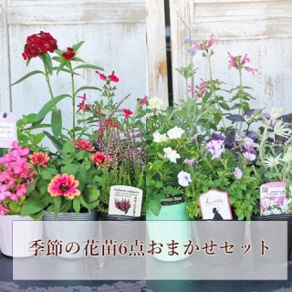 <img class='new_mark_img1' src='https://img.shop-pro.jp/img/new/icons29.gif' style='border:none;display:inline;margin:0px;padding:0px;width:auto;' />季節の花苗6点おまかせセット 赤 ピンク ホワイト ブルー 鉢植え 花壇 庭植え ガーデニング