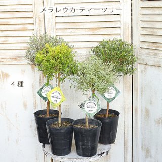 オリーブ ユーカリ 庭木 鉢植え | サザンフィールド-オリーブ