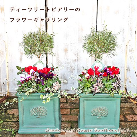 花寄せ植え プランツギャザリング ティーツリートピアリー アンティークビオラ スクエアファイバーポット フォレストグリーン 玄関 エントランス シンメトリー 飾る 庭 ベランダ ガーデン サザンフィールド オリーブ ユーカリ鉢植え おしゃれな寄せ植えプレゼント販売店