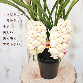 <img class='new_mark_img1' src='https://img.shop-pro.jp/img/new/icons14.gif' style='border:none;display:inline;margin:0px;padding:0px;width:auto;' />鉢花 洋ラン シンビジウム 月あかり 2本立ち ホワイトピンク H約60cm 個性的 多年草 丈夫 