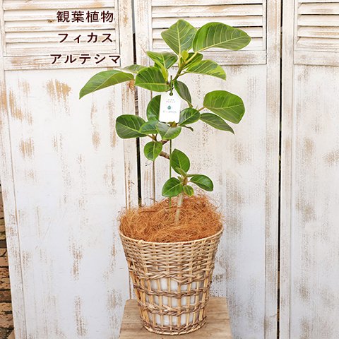 直接お渡し1万円台！or配送！オシャレ 観葉植物 フィカス アルテシマ ゴムの木