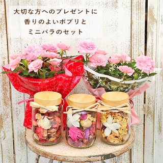<img class='new_mark_img1' src='https://img.shop-pro.jp/img/new/icons14.gif' style='border:none;display:inline;margin:0px;padding:0px;width:auto;' />母の日 鉢花 ミニバラ ピンク＆アロマポプリボトルセット ラベンダー ローズ ピオニー ラッピング付き プレゼントギフト