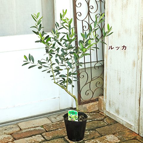 超人気セール 【SOUJU】オリーブの木 ミッション ラス1 シンボルツリー