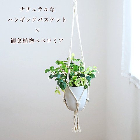 観葉植物 ペペロミア グラベラ ハンギング ボタニーポット 5号 吊るす