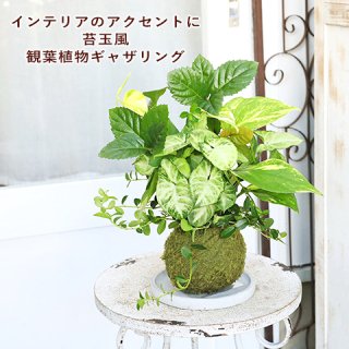 観葉植物 おしゃれ | サザンフィールド-オリーブ・ユーカリ鉢植え