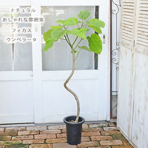 現品販売 観葉植物 フィカス・ウンベラータ 7号 高さ130cm おしゃれ