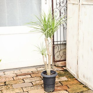 現品販売 観葉植物 ドラセナ コンシンネ ホワイボリー 6号 高さ約100cm