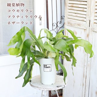 観葉植物 おしゃれ | サザンフィールド-オリーブ・ユーカリ鉢植え