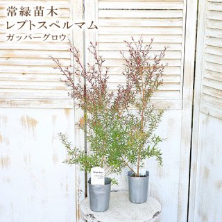 オリーブ ユーカリ 庭木 鉢植え | サザンフィールド-オリーブ