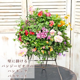 花・ハーブ寄せ植え | サザンフィールド-おしゃれな寄せ植え オリーブ