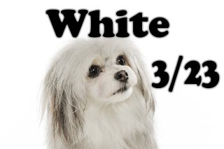 3/23 white@milimilk  11:00~