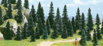 100ꡡPine trees